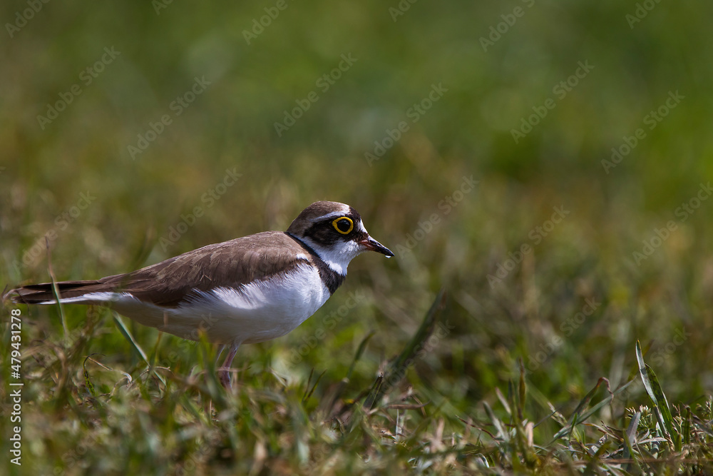 Sieweczka rzeczna(Charadrius) - dubiusLittle ringed plover