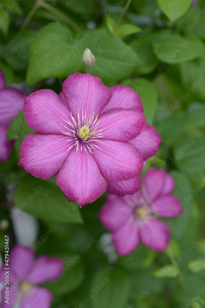 close up of pink flower close up of pink flower