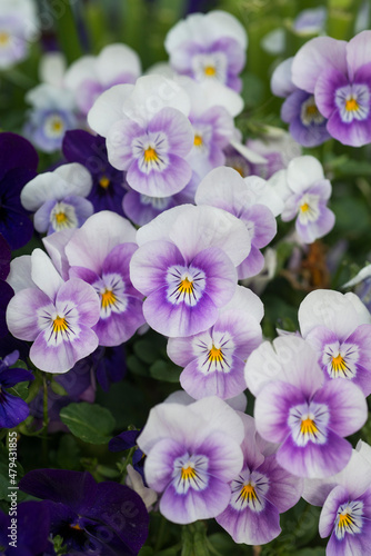 Viola tricolor, close up of a flower.  © halitomercamci