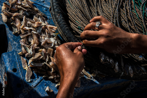 Fisherman's hands putting the bait in the net in the Port of Punta del Este, Uruguay.
