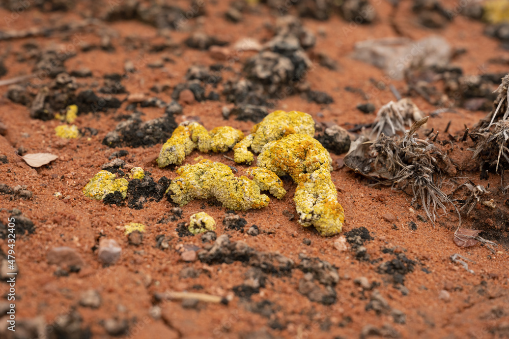 Yellow Lichen Growing On The Desert Floor Yellow Lichen Growing On The Desert Floor