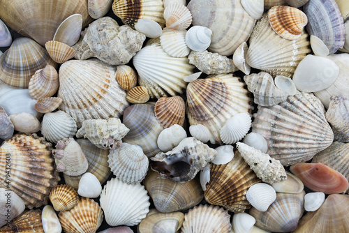 Assorted sea shells. Panels made of various shells