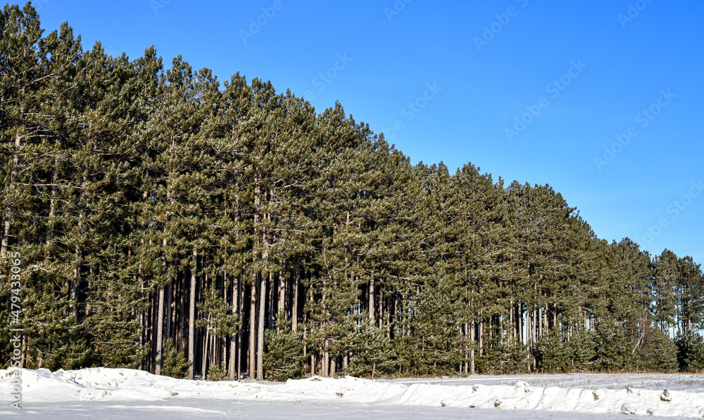 Fototapeta premium Winter pine trees un der blue sky