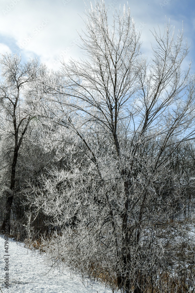 Winter trees in snow at Christmas Winter trees in snow at Christmas