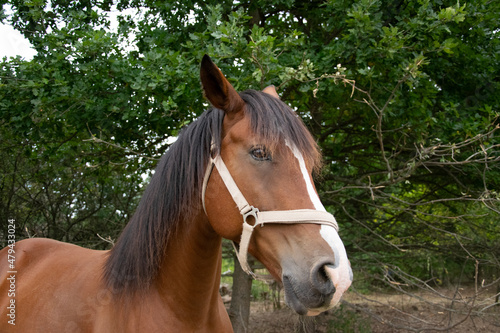 portrait of a horse