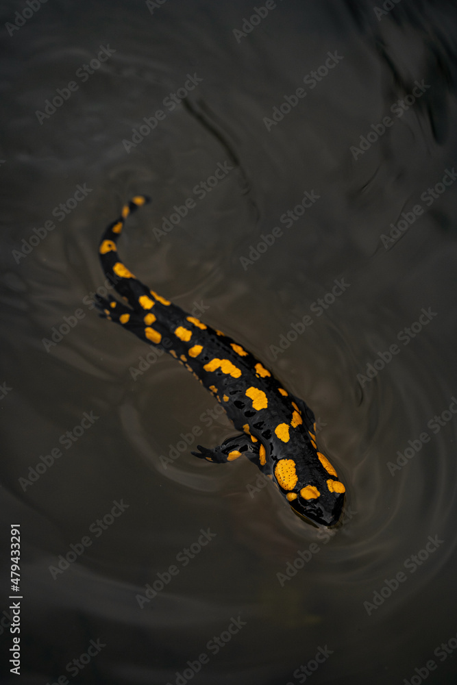 Salamandra en el agua 