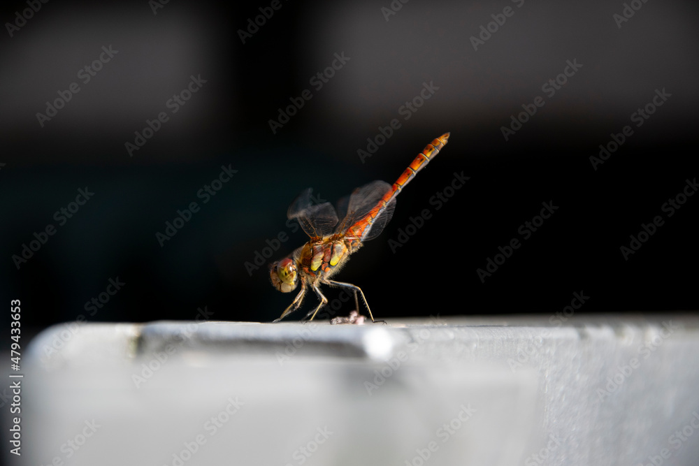 close up of a dragonfly