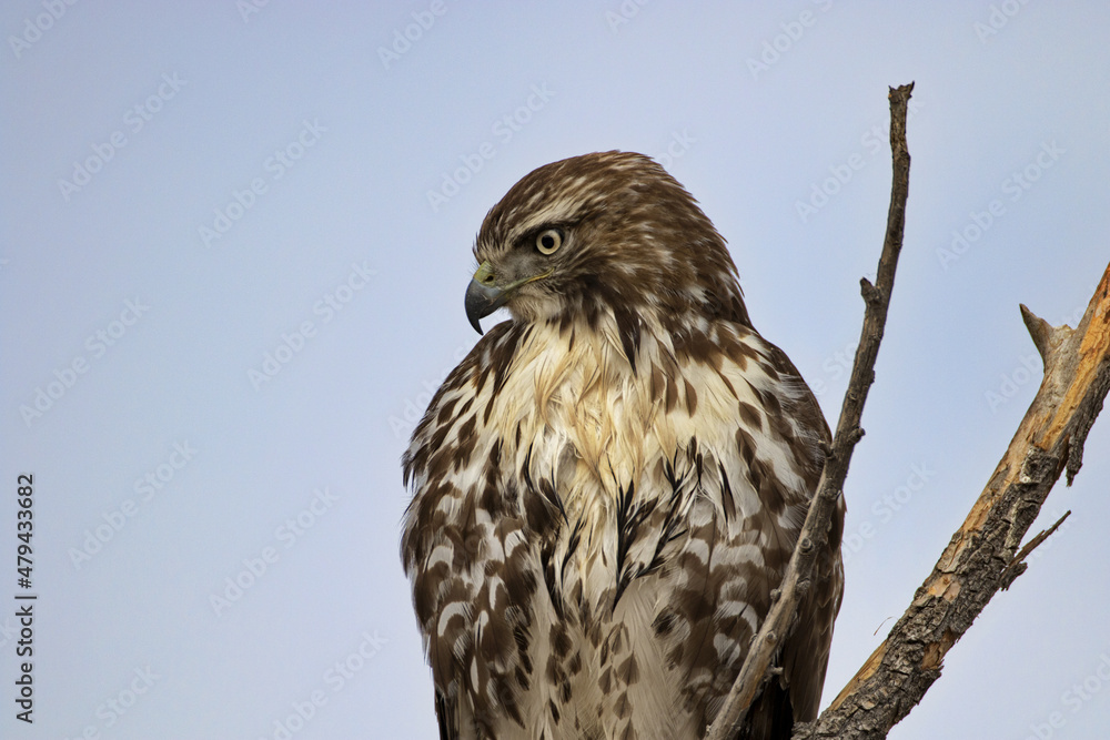Hawk portrait with copy space on left side of blue sky area in horizontal format Hawk portrait with copy space on left side of blue sky area in horizontal format