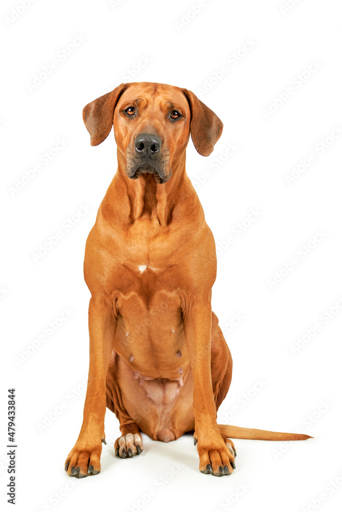 Rhodesian ridgeback dog isolated on white background Rhodesian ridgeback dog isolated on white background