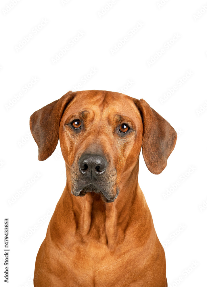 Rhodesian ridgeback dog portrait isolated on white background Rhodesian ridgeback dog portrait isolated on white background