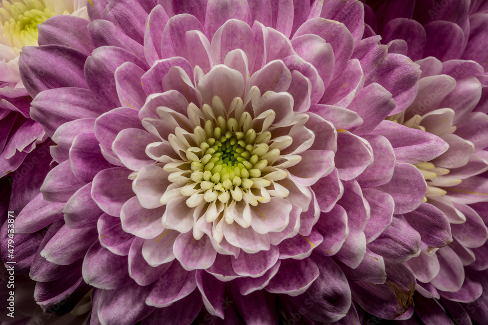 macro, pink chrysanthemum flower head macro, pink chrysanthemum flower head