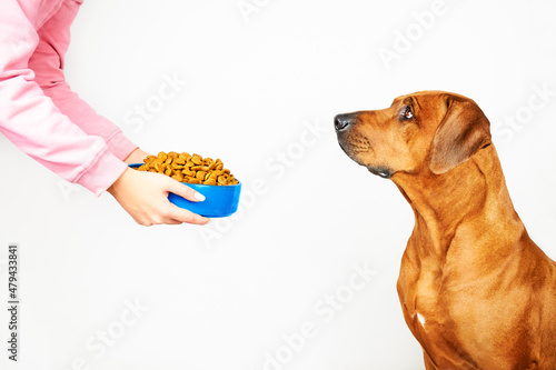 Foto Feed dog Woman giving her dog dry food in bowl
