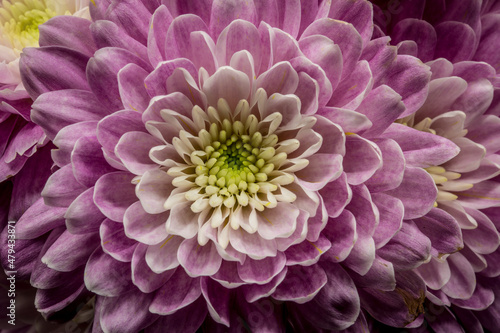 macro  pink chrysanthemum flower head