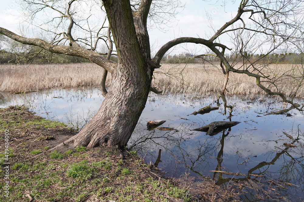 Drzewo pochylone nad rozlewiskiem wiosną