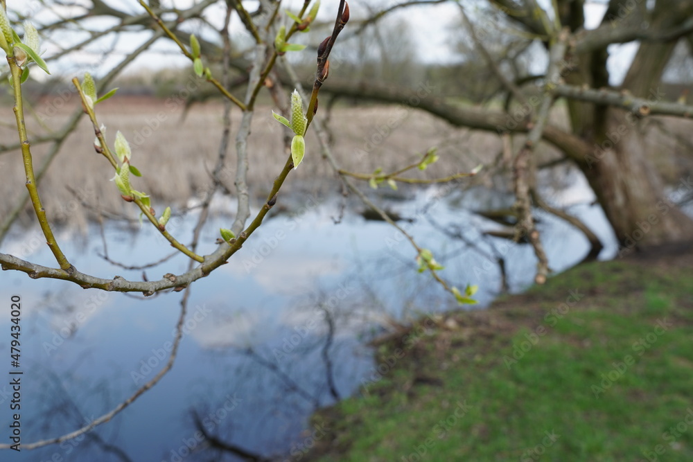 Pąki drzewa rozwijające się na wiosnę
