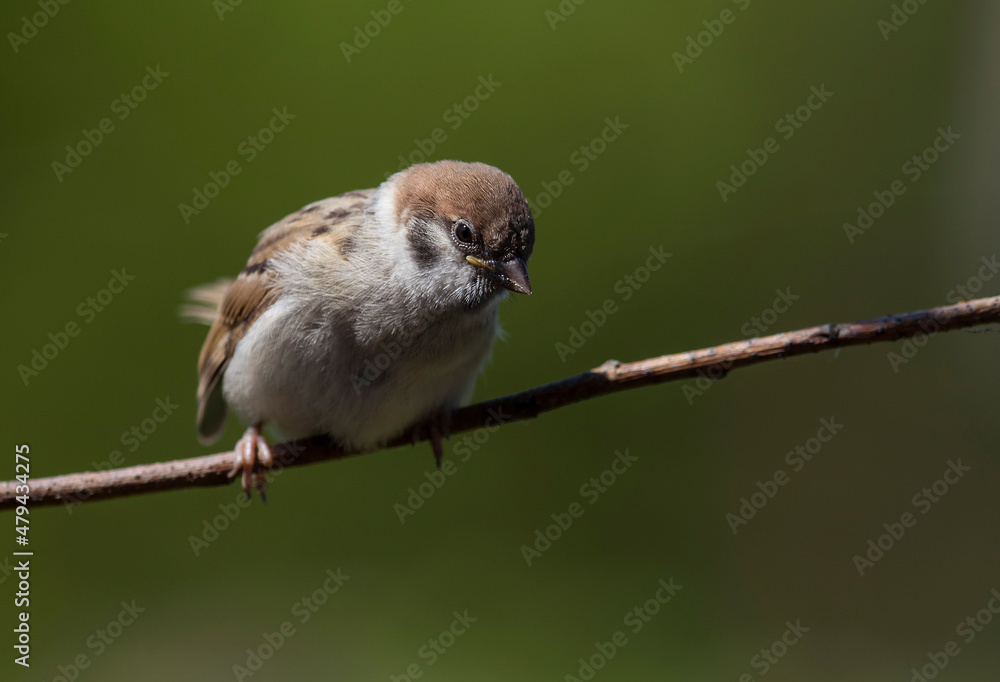 Fototapeta premium Mazurek, wróbel polny (Passer montanus) – Eurasian tree sparrow