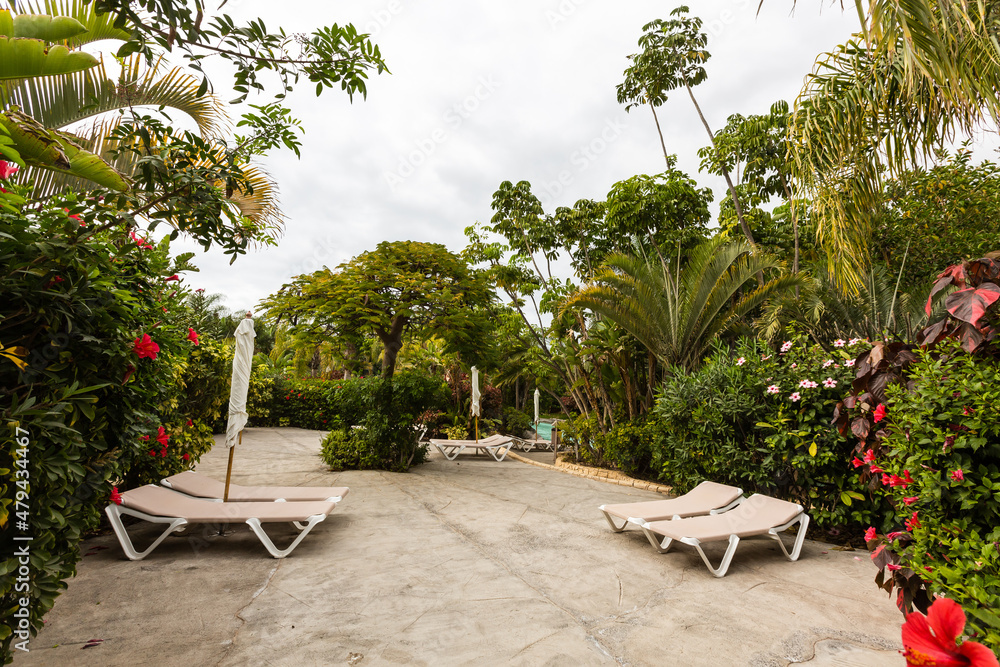 Fototapeta premium Beautiful palm trees in tropical garden
