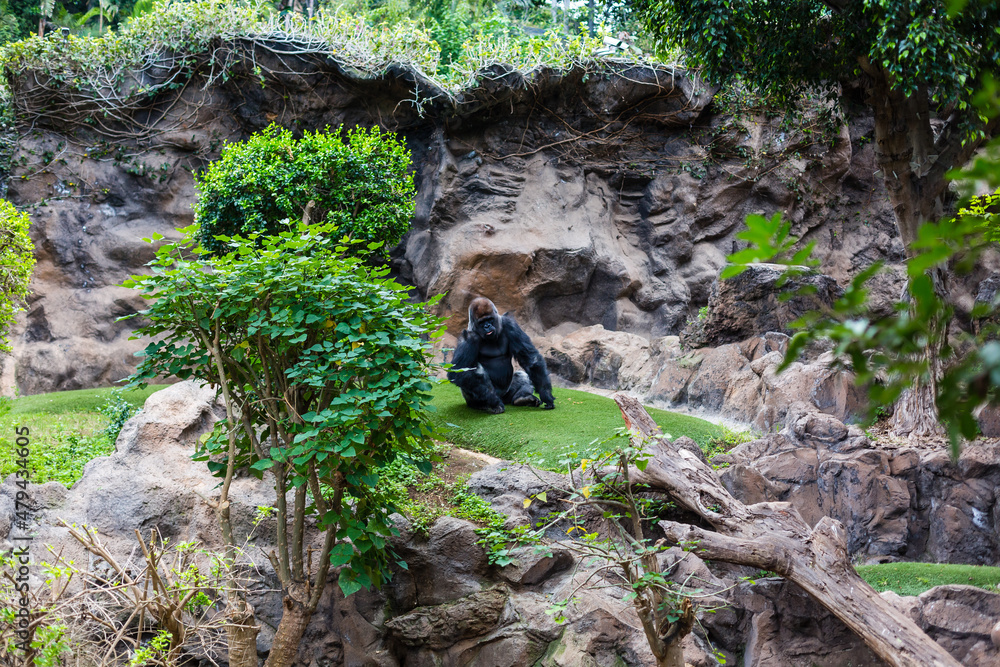 Silver back gorilla looking alert and menacing against a natural background Silver back gorilla looking alert and menacing against a natural background