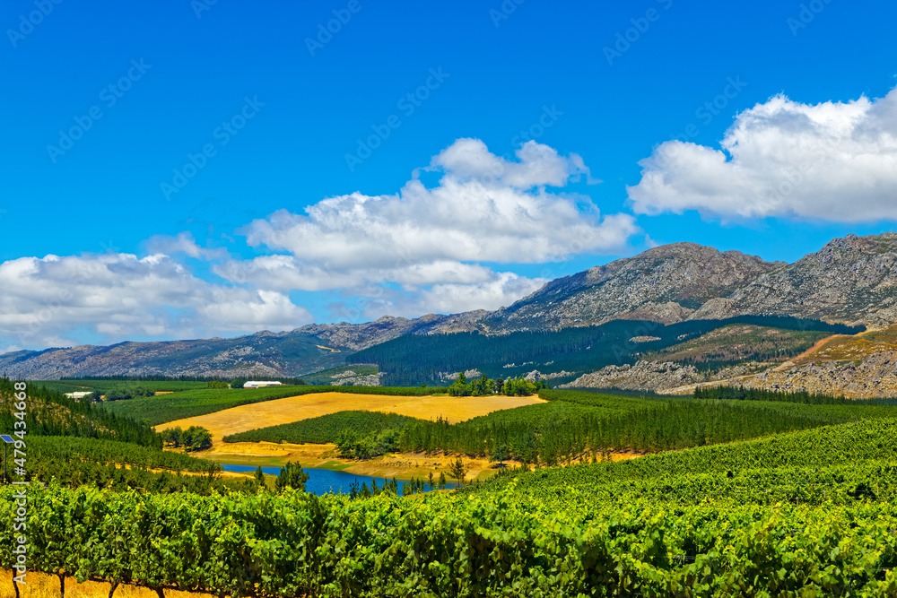 Landscape of vines, lake and mountains