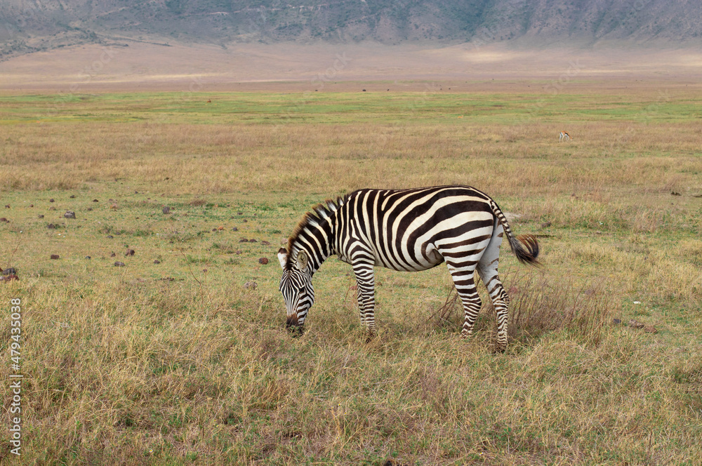 Obraz premium Zebra walking during safari in the Ngorongoro crater in Tanzania