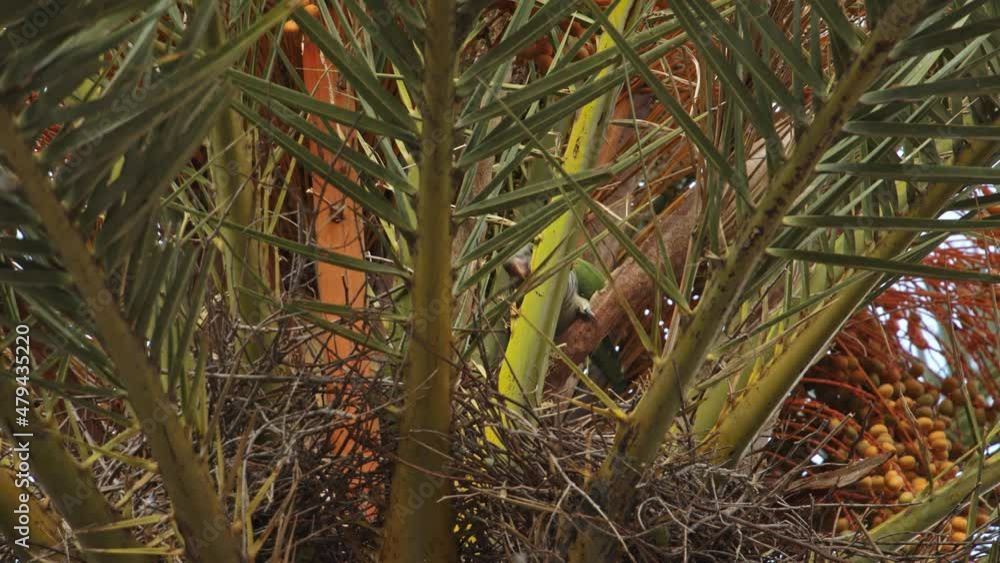green parrot build a nest on a palm tree green parrot build a nest on a palm tree