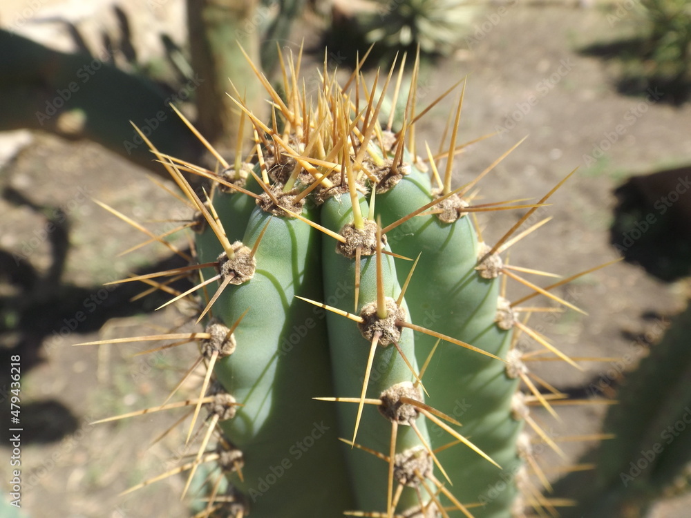 A prickly pear, cactus with thorns with the clear blue sky in the background.
Opuntia, is a genus of flowering plants in the cactus family Cactaceae. A prickly pear, cactus with thorns with the clear blue sky in the background.
Opuntia, is a genus of flowering plants in the cactus family Cactaceae.