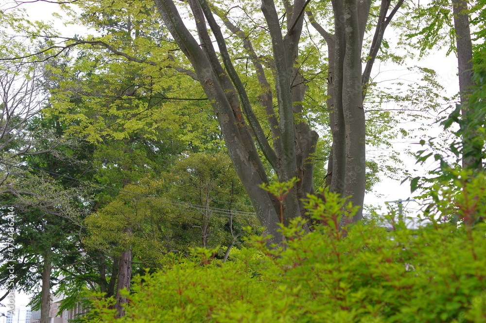 Obraz premium 木と緑のある風景