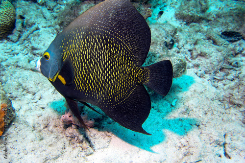 French Angelfish pomacanthus paru swimming over the coral
