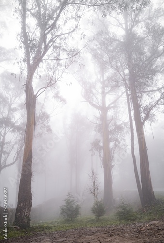 Arboles entre niebla espesa 