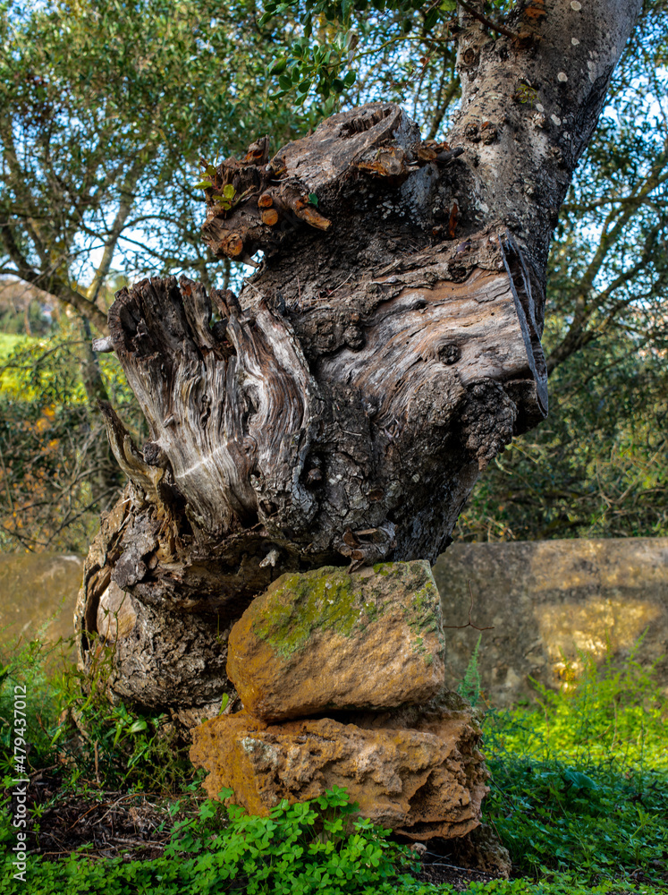 old tree trunk supported by two stones, the perfect harmony and support old tree trunk supported by two stones, the perfect harmony and support