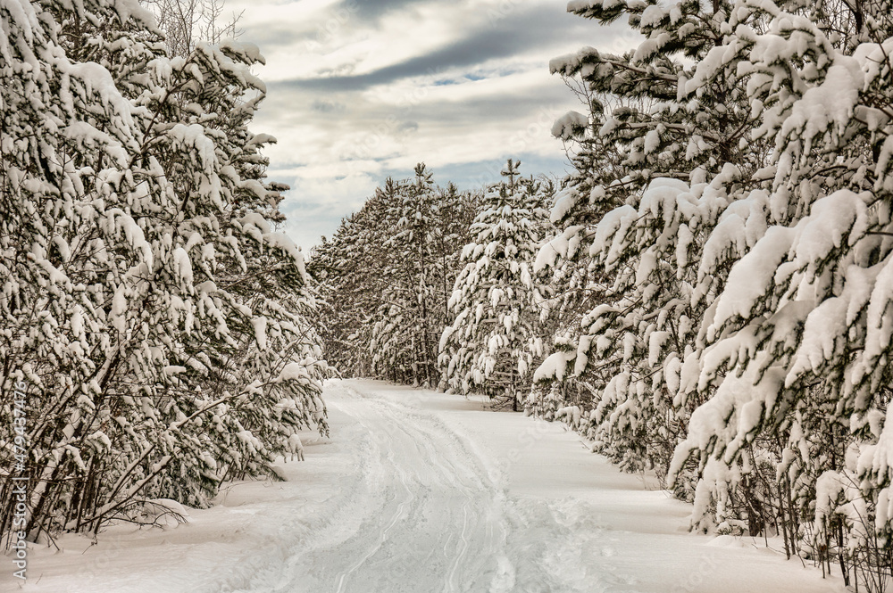 Obraz premium landscape with snow covered trees