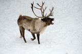 reindeer in the winter snow