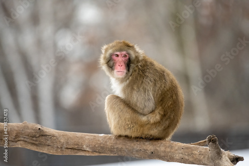 japanese macaque sitting on a tree. Snow monkey