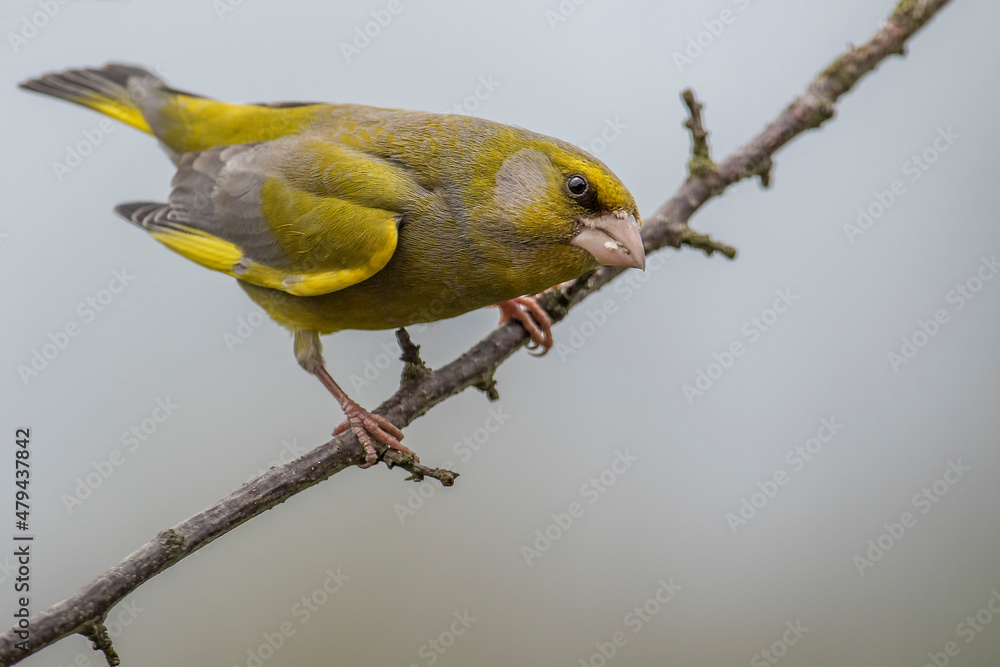 Dzwoniec zwyczajny, dzwoniec(Chloris chloris) – European greenfinch Dzwoniec zwyczajny, dzwoniec(Chloris chloris) – European greenfinch