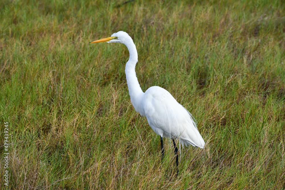 Fototapeta premium Great egret in the Merritt Island National Wildlife Refuge, Florida