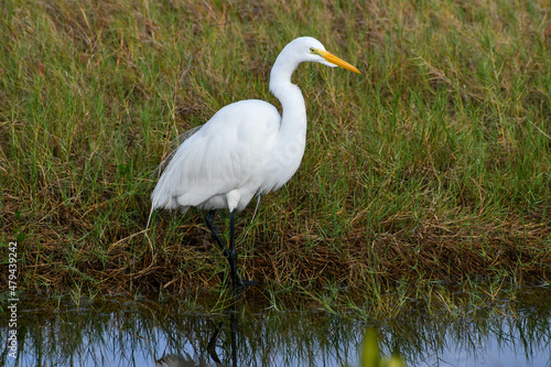 Great egret in the Merritt Island National Wildlife Refuge, Florida