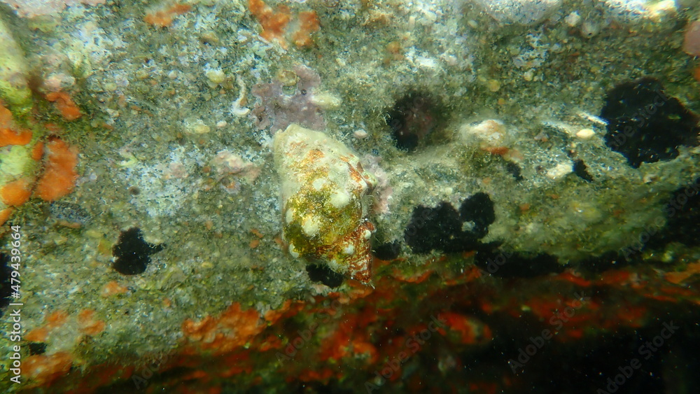 Fototapeta premium Southern oyster drill or Redmouthed rocksnail (Stramonita haemastoma) undersea, Aegean Sea, Greece, Halkidiki 