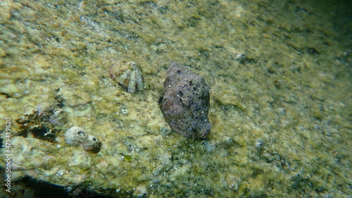 Southern oyster drill or Redmouthed rocksnail (Stramonita haemastoma) undersea, Aegean Sea, Greece, Halkidiki  © Alexey