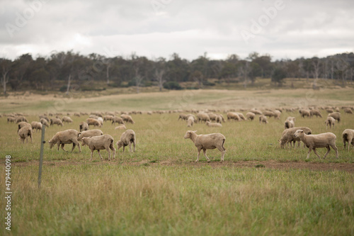 Sheep in Paddock