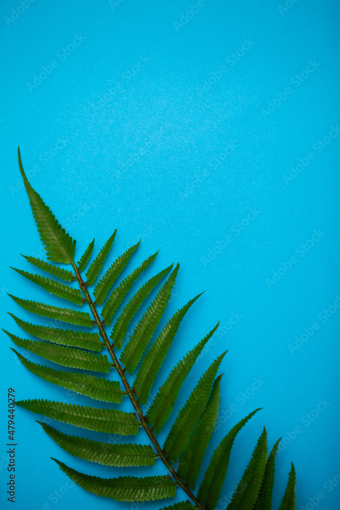 tropical green leaf on white background with place for text tropical green leaf on white background with place for text