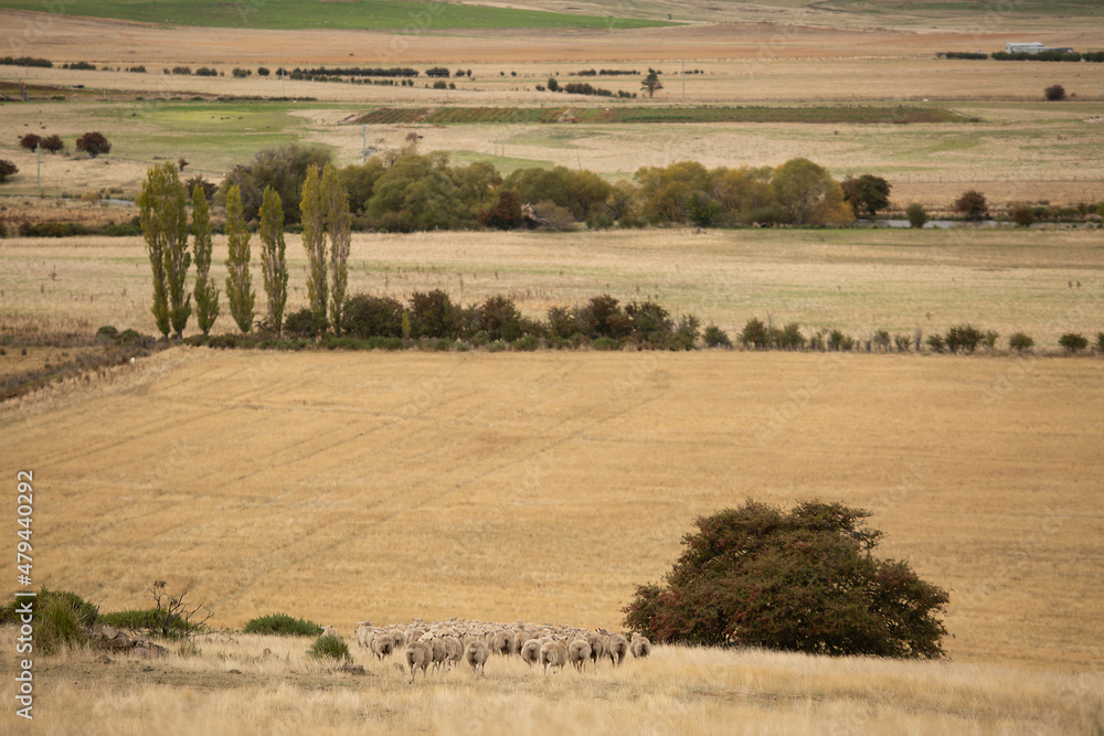 Fototapeta premium Sheep in Paddock
