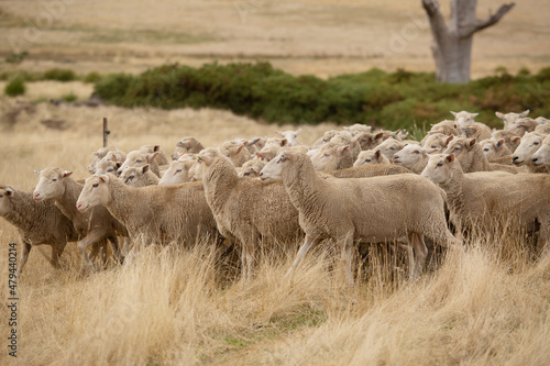 Sheep in Paddock