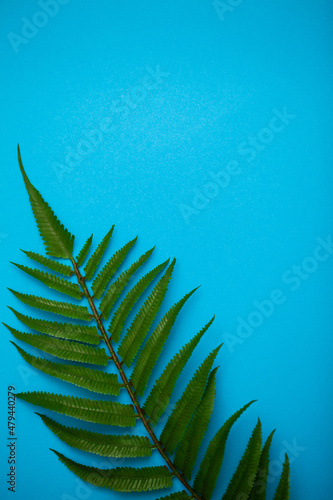 tropical green leaf on white background with place for text © Maksymiv Iurii