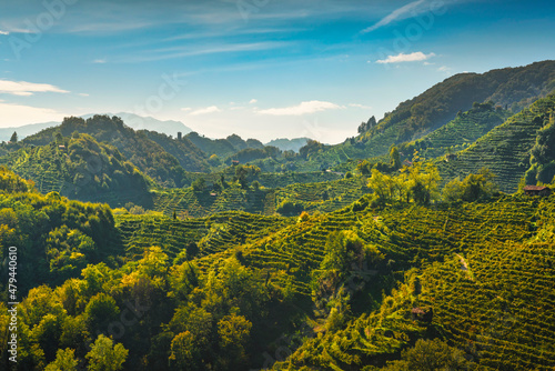 Bild auf Leinwand Prosecco Hills hogback, vineyards landscape