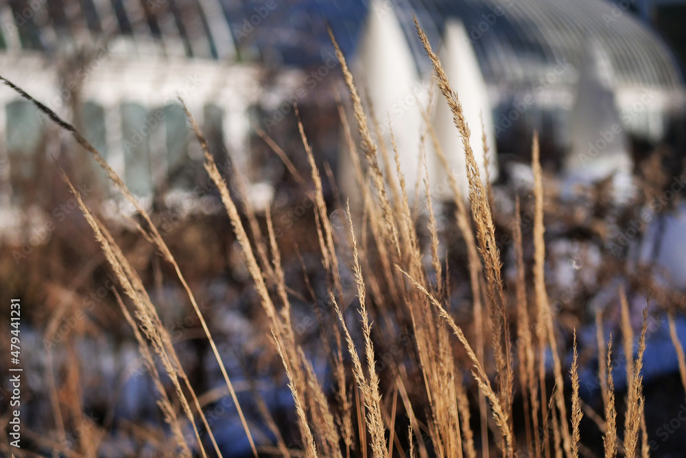 Fototapeta premium Tall long brown reeds against a building on chilly cold winter afternoon