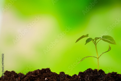 Close-up of green seedling growing out of soil