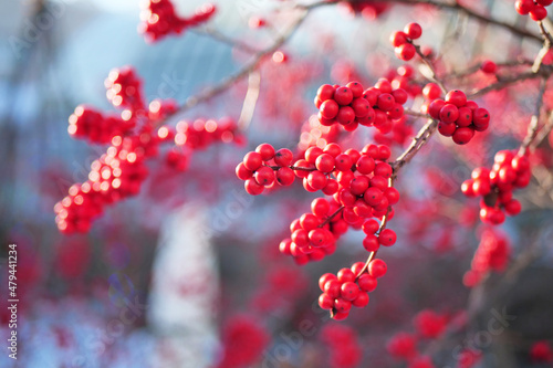 Red berries on branches against winter blue cold chilly sky afternoon