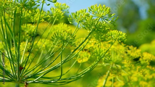 Natural farming, dill in the garden close-up. Dill seeds.