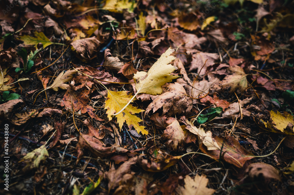 Autumn leaves on the ground Autumn leaves on the ground