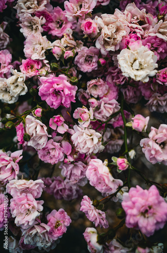 pink flowers